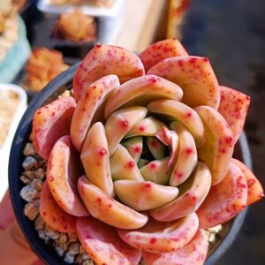 Echeveria Red Wine Champagne L