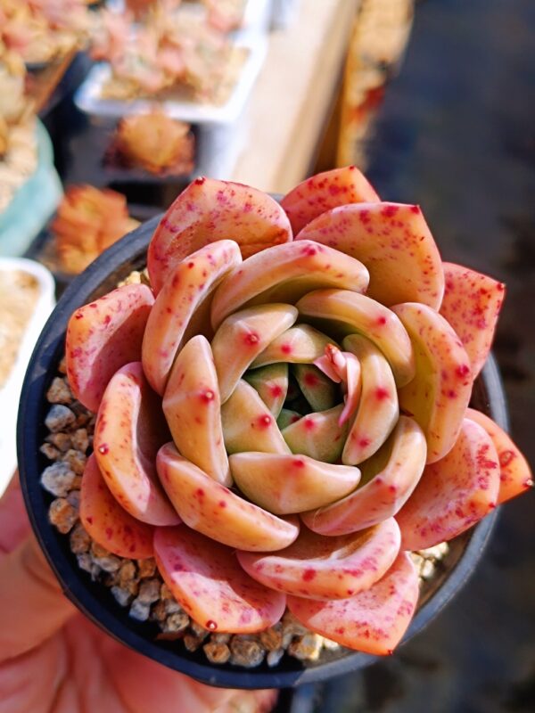 Echeveria Red Wine Champagne L