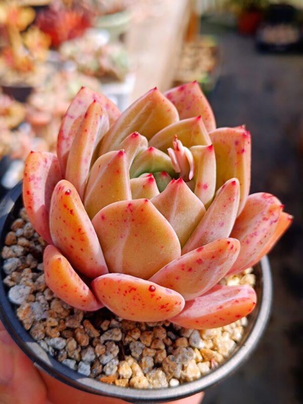 Echeveria Red Wine Champagne L – Image 2