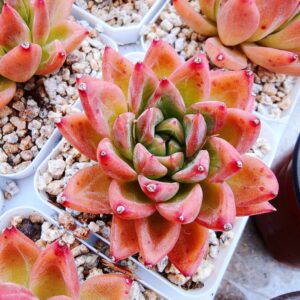 Echeveria Hawai