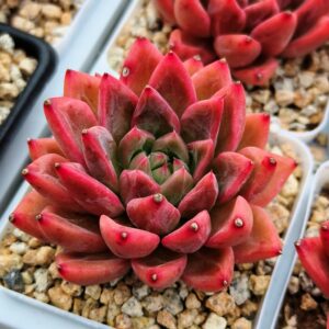 Echeveria Hawai