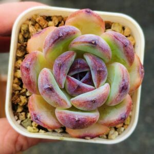 Echeveria Black Monroe / Dark Opal