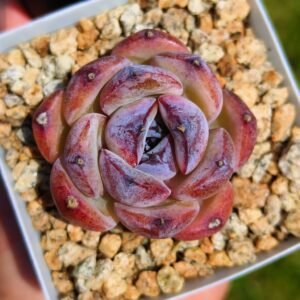 Echeveria Black Monroe / Dark Opal