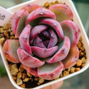 Echeveria Odette