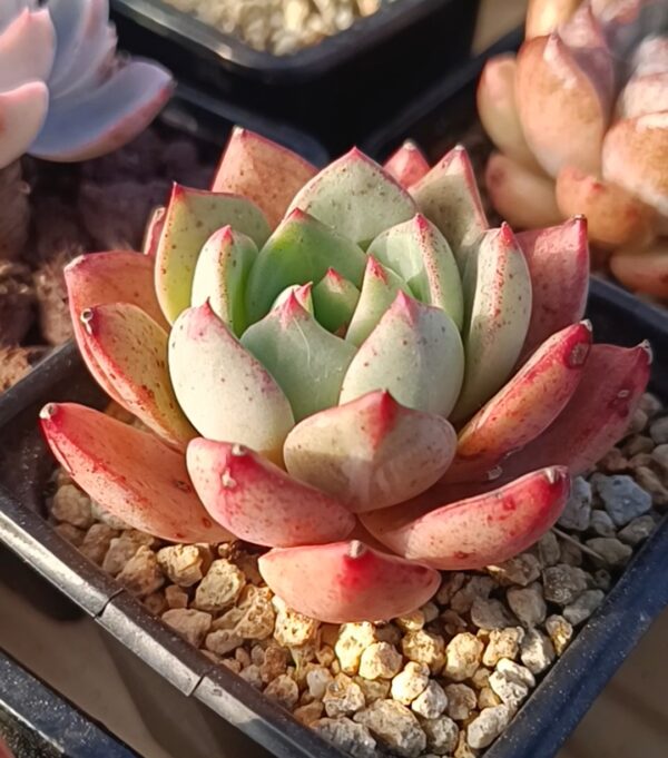 Echeveria Bodhi