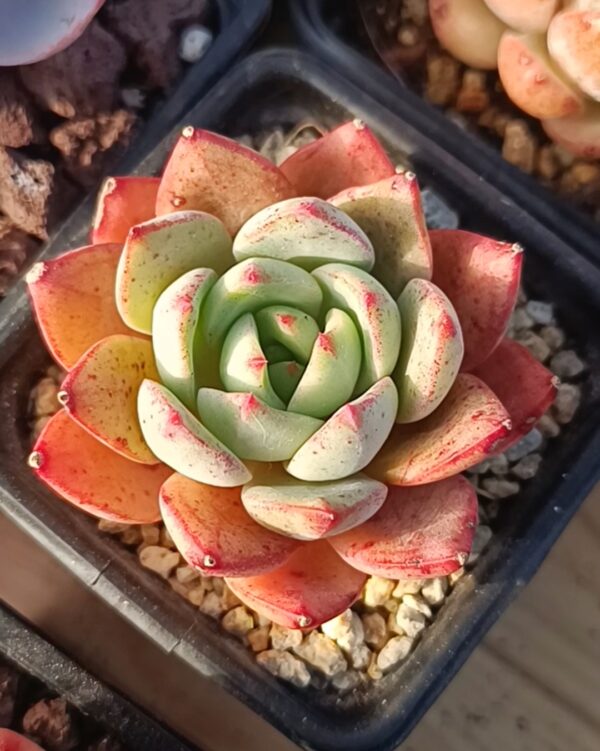 Echeveria Bodhi – Image 2