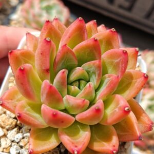 Echeveria Hawai