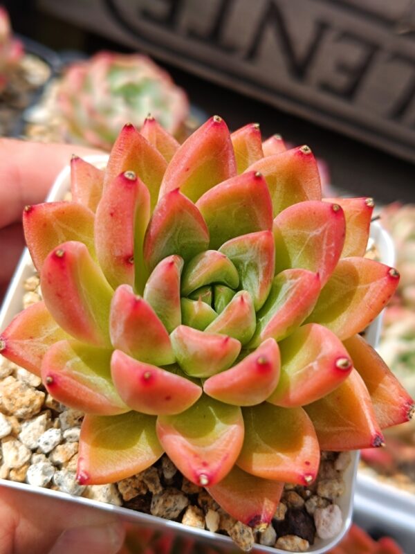 Echeveria Hawai