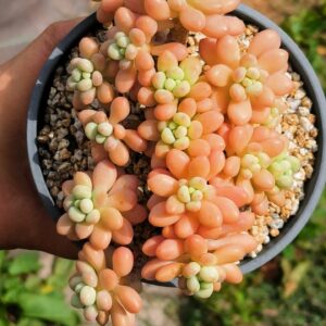 Graptosedum Daphne / Caviar vieux tronc cluster