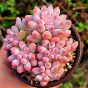 Pachyphytum Baby Finger cluster
