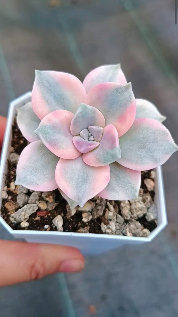 Graptopetalum Purple Delight Variegata – Image 2