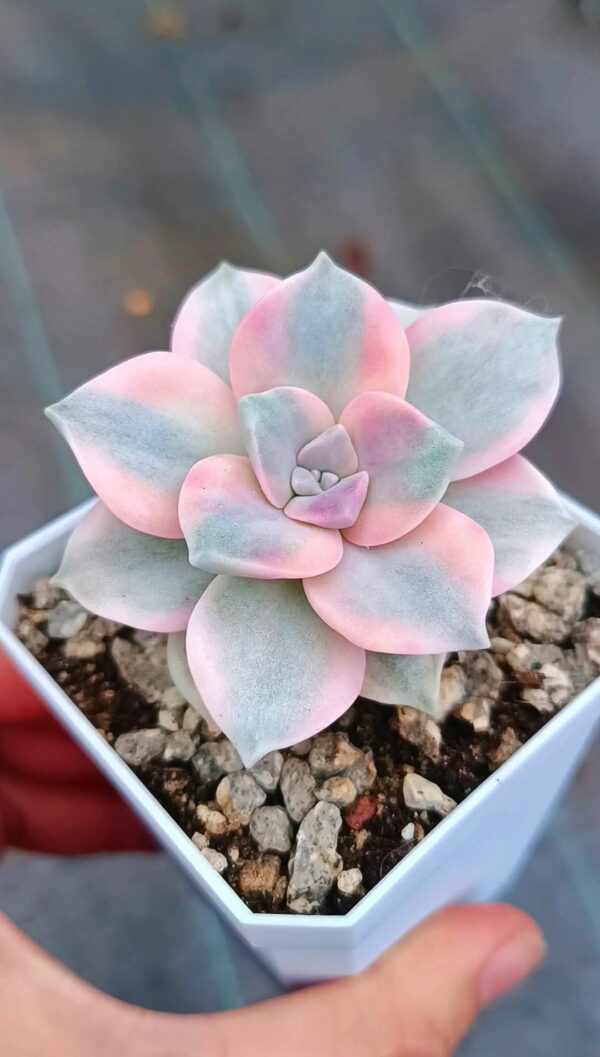 Graptopetalum Purple Delight Variegata