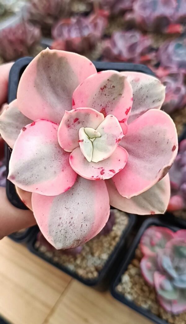 Echeveria Suyon White Variegata – Image 2