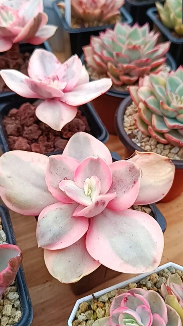 Echeveria Suyon White Variegata