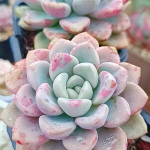 Echeveria Spotted Dear