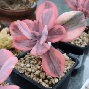 Echeveria Angel Wings Variegata