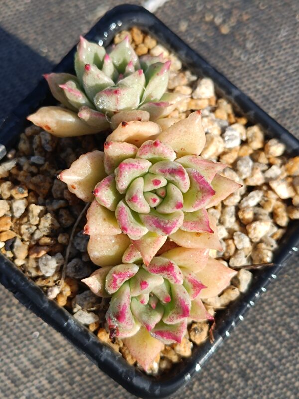 Echeveria Arzee Cluster