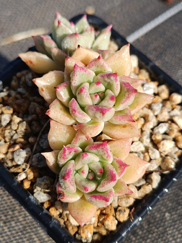 Echeveria Arzee Cluster – Image 2