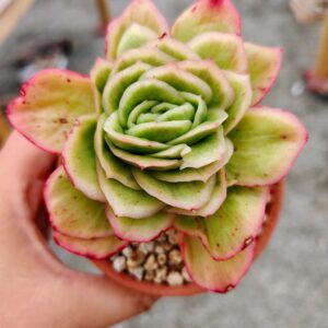 Echeveria Ice Rose Variagata