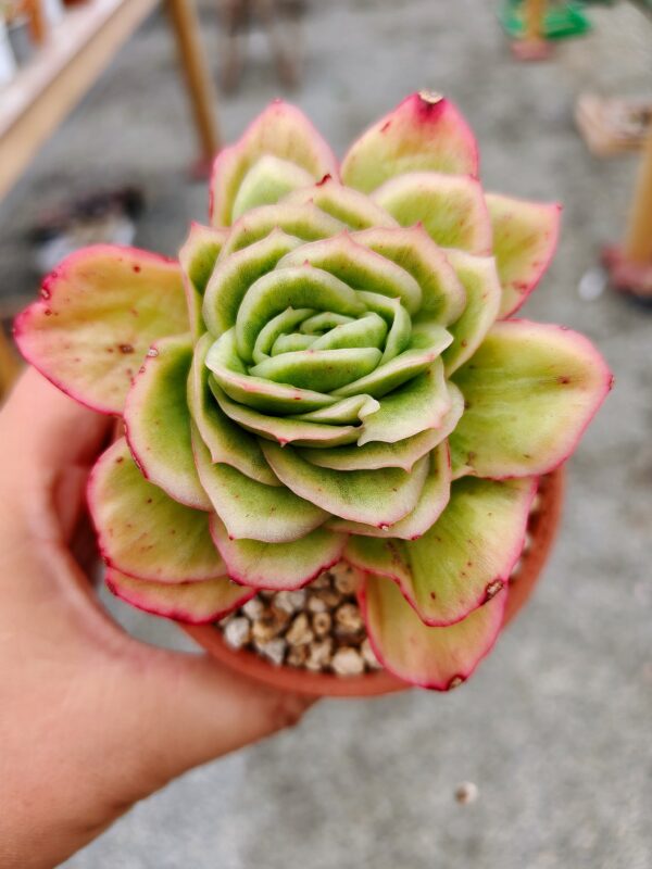 Echeveria Ice Rose Variagata