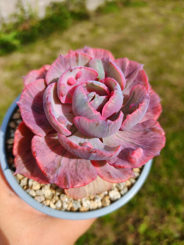 Echeveria Beyonce Variegata – Image 2