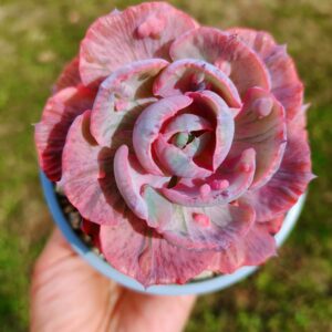 Echeveria Beyonce Variegata