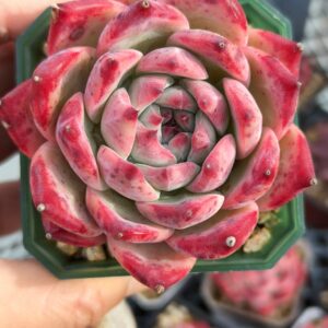 Echeveria Diamond Carolata