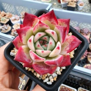Echeveria Black Latam