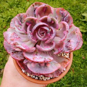 Echeveria Beyonce Variegata L