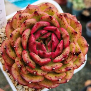 Echeveria Black Rose cv L