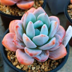 Echeveria Star Snow