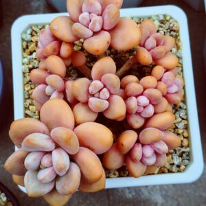 Graptosedum Red Miul Cluster L