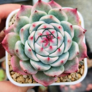 Echeveria Chihuahua Variegata