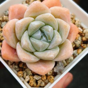 Echeveria Ice Green