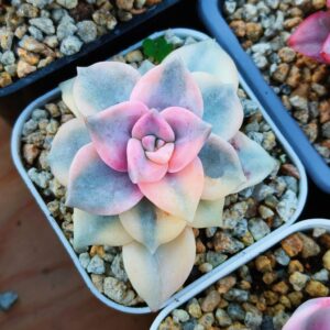 Graptopetalum Purple Delight Variegata