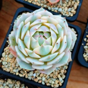 Echeveria Lola variegata L