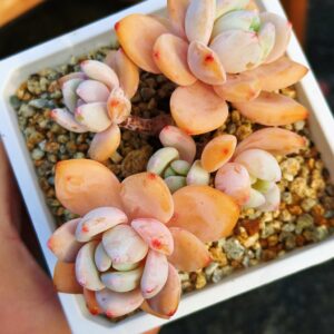 Sedeveria Maxwell cluster L