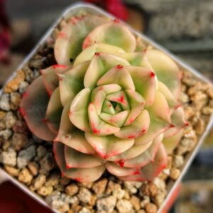 Sedeveria 'Rolly' Variegata