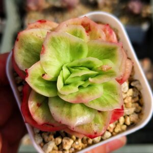 Echeveria Ice Rose Variagata