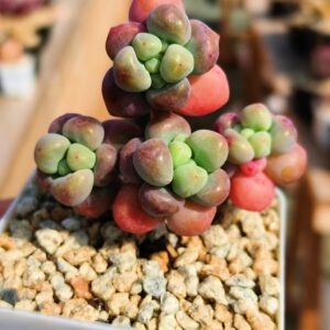 Pachyphytum Fat Star Cluster