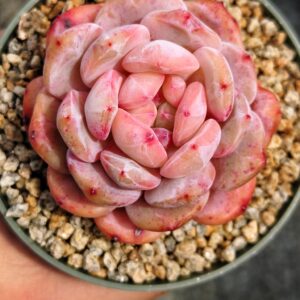 Echeveria Snow Angel