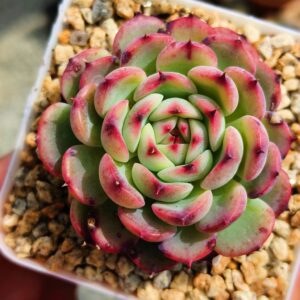 Echeveria Marcel S