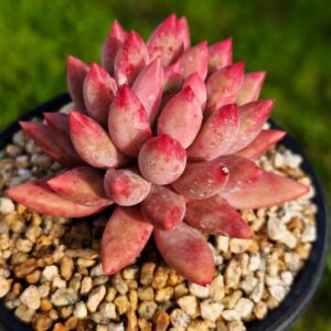 Pachyphytum YuMeiRen