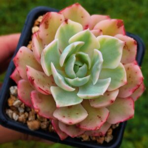 Echeveria Desert Rose variegata