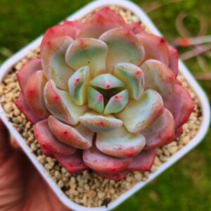 Echeveria Snow Angel