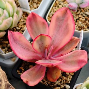 Echeveria Angel Wings Variegata