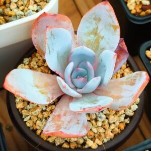Echeveria White Lotus