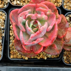 Echeveria Beyonce Variegata