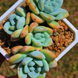 Sedeveria Maxwell cluster L