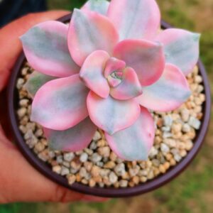 Graptopetalum Purple Delight Variegata